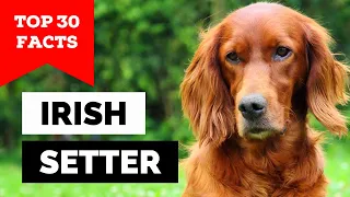 99% of Irish Setter Dog Owners Don't Know This