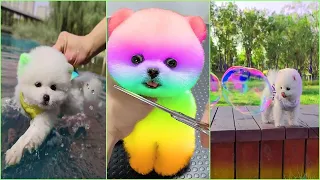 Tik Tok Chó Phốc Sóc Mini 😍 Funny and Cute Pomeranian #272