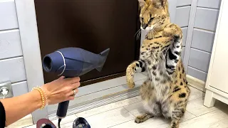 SERVAL GOT INTO A FIGHT WITH A HAIRDRYER AFTER A SHOWER