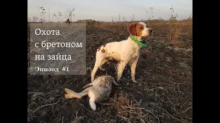 Охота на зайца с бретонским эпаньолем. Парная работа