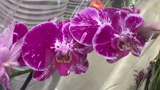 обзор ЗАВОЗА орхидей НЕ ДОРОГО // РОСКОШНЫЕ сортовые орхидеи