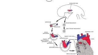 Embryology of the Heart - Heart Tube (Dr.Ahmed Farid)