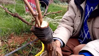 Greffage en fente de la vigne -- تلقيم الكروم