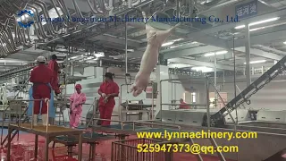 Modern pig slaughter equipment