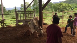 Cattle Restrain [Veterinary Practice]