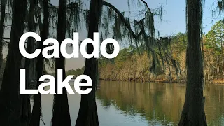 Spotlight on Caddo Lake: Visitors Guide, Boating, Camping, Fishing, Hiking, Wildlife and More!