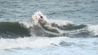 Surfing Japan's Crystal Clear Waters: Discover the Beauty of the Japanese Coastline 🌊🏄‍♂️"