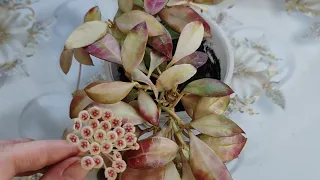 Хойя Валлиниана ( Hoya Walliniana )