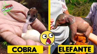 Así Se Ven Estos Animales Recién Nacidos | DeToxoMoroxo