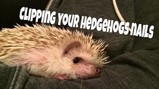 Hedgehog Care: How to Cut a Hedgehogs Nails (Bath Method) || feat. Draco