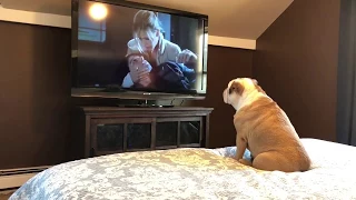 This Adorable Bulldog LOVES Horror Movies!