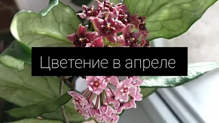 цветение в апреле