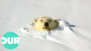 Witnessing the Power and Beauty of Polar Bears | Our World