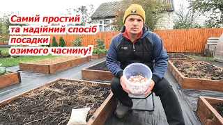 Саджаємо озимий часник: ось чому ми завжди з великим врожаєм часнику!