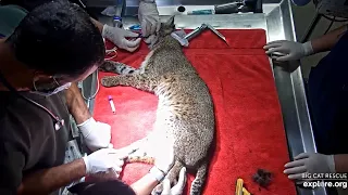 A check up for Winter bobcat at Big Cat Rescue. https://bigcatrescue.org/FLM/