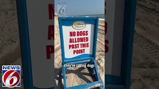 Are dogs on Florida beaches a good idea?