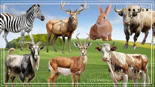 Funny farm animal moments: Antelope, Rabbit, Buffalo, Cow, Zebra - Animal sounds