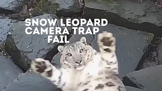 FUNNY Snow Leopard Camera Trap Fail! | Animals On CCTV