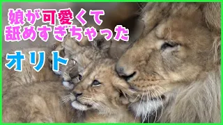 娘が可愛くて舐めすぎちゃったオリト【旭山動物園 オリトとイオ ライオンの赤ちゃん】