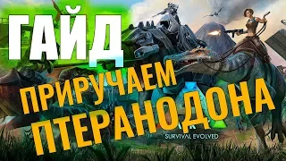 ПРИРУЧАЕМ ПТЕРАНОДОНА #ГАЙД ДЛЯ НОВИЧКОВ! Ark: Survival Evolved #5