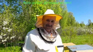 Весенняя обработка пчел и расширение гнезда!
