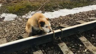 Хозяин привязал собаку к рельсам и ушел. А на встречу ехал со всей скорости поезд