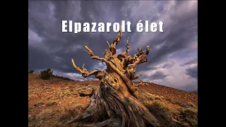 Elpazarolt élet - Folk Zsuzsa