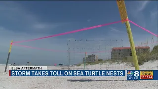 Elsa takes toll on sea turtle nests in Pinellas County