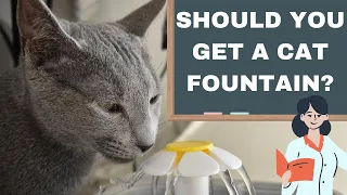 How to Keep your Cat Hydrated: What SCIENCE says