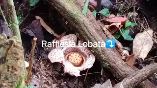Caventure 2021|Rafflesia Lobata