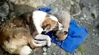 The mama dog hugged her puppy crying in vain, she didn't know how to save him