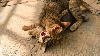 Angry mother cat punish kitten after kitten slap her sibling, kitten screaming when punished