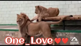 Второе львиное свидание ❤ Север-Алай и Киара.. One Love ❤#animals #lion #onelove #челябинск