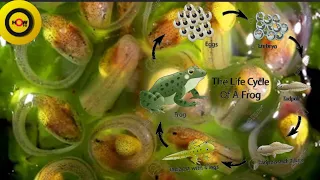 How to Tadpole Transforms into a Frog ll Frog Life Cycle