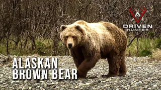Shot of a Lifetime! Nicole's Alaskan Brown Bear