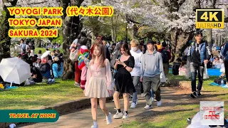 4k hdr japan travel 2024 | Cherry blossoms in Yoyogi Park（代々木公園）Tokyo  |  Best sakura viewing place