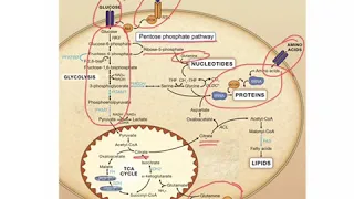 Metabolic re-programming in cancer