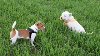 West Highland White Terrier (Westie) Bobby. Ball of discord