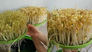 Automatic Sprouter Machine Review - Bean Sprouts Machine