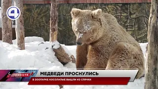 В Екатеринбургском зоопарке проснулись медведи / Свердловская область