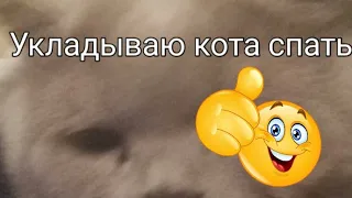 укладываю кота спать