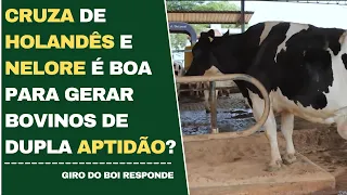 CRUZA DE HOLANDÊS E NELORE É BOA PARA GERAR BOVINOS DE DUPLA APTIDÃO?