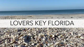 Virtual beach walk at Lovers Key State Park. I found shells, creatures and more!