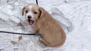 Dog abandoned in the snow, shivering with cold,the passerby allergic to dog fur decided to save it !