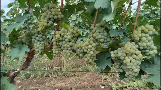Ripe grapes  Kakhuri Mtsvane looks green, but is best for wine production