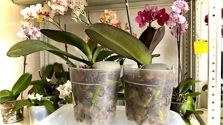 обзор ОРХИДЕЙ, корни орхидеи и ЦВЕТОНОСЫ как на АНАБОЛИКАХ растут в ЭТОМ