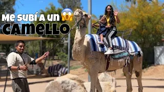 😱ME SUBÍ POR PRIMERA VEZ A UN CAMELLO 🐫 / TODO ESTO VIMOS EN EL ZOOLÓGICO DE PHOENIX🌵