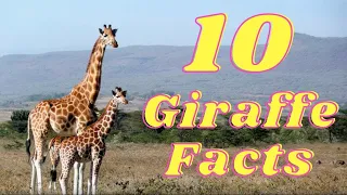 10 Facts about Giraffe | 10 Giraffe Facts | Giraffe Facts for kids | Facts about Giraffe |