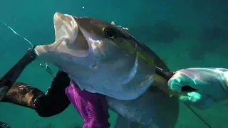 Spearfishing Maui, Hawaii