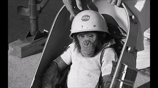 4/20 Throwback: The First Chimp to Smoke Weed
